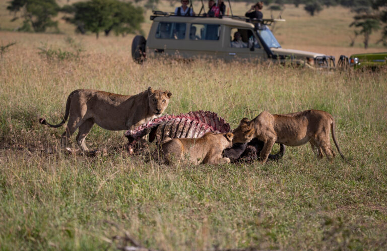 Pranab Sarkar - WILDLIFE-SAFARI-TANZANIA